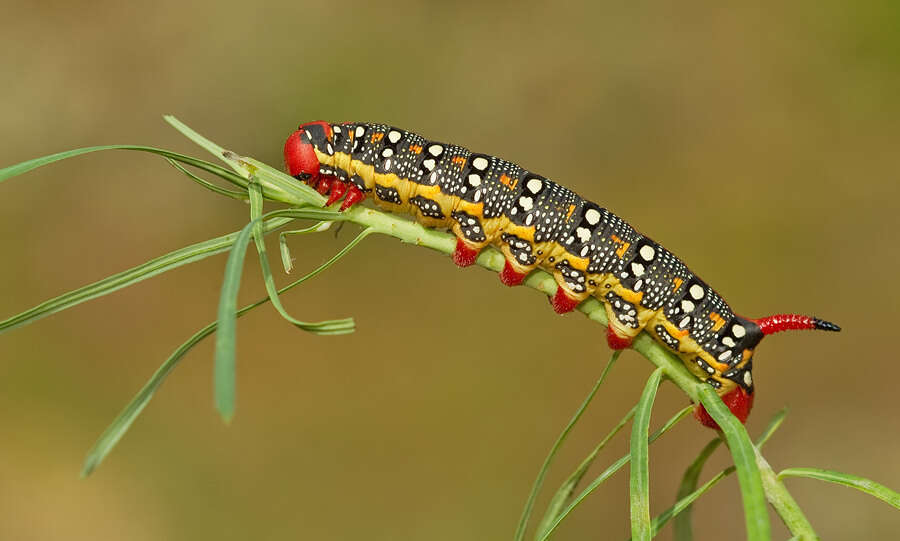 Image of Spurge Hawk Moth