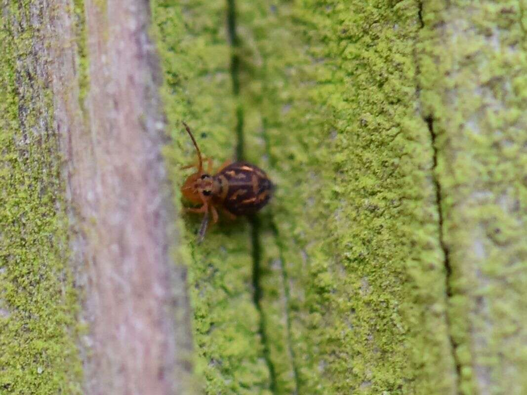 Image of Dicyrtomina saundersi (Lubbock & J 1862)