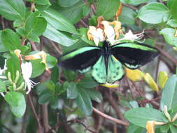 Слика од Ornithoptera richmondia (Gray (1853))