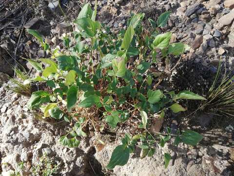 Image of Valeriana potopensis Briquet