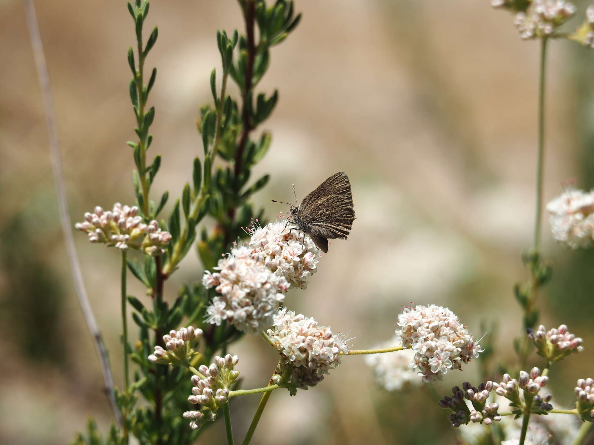 صورة Satyrium auretorum (Boisduval 1852)