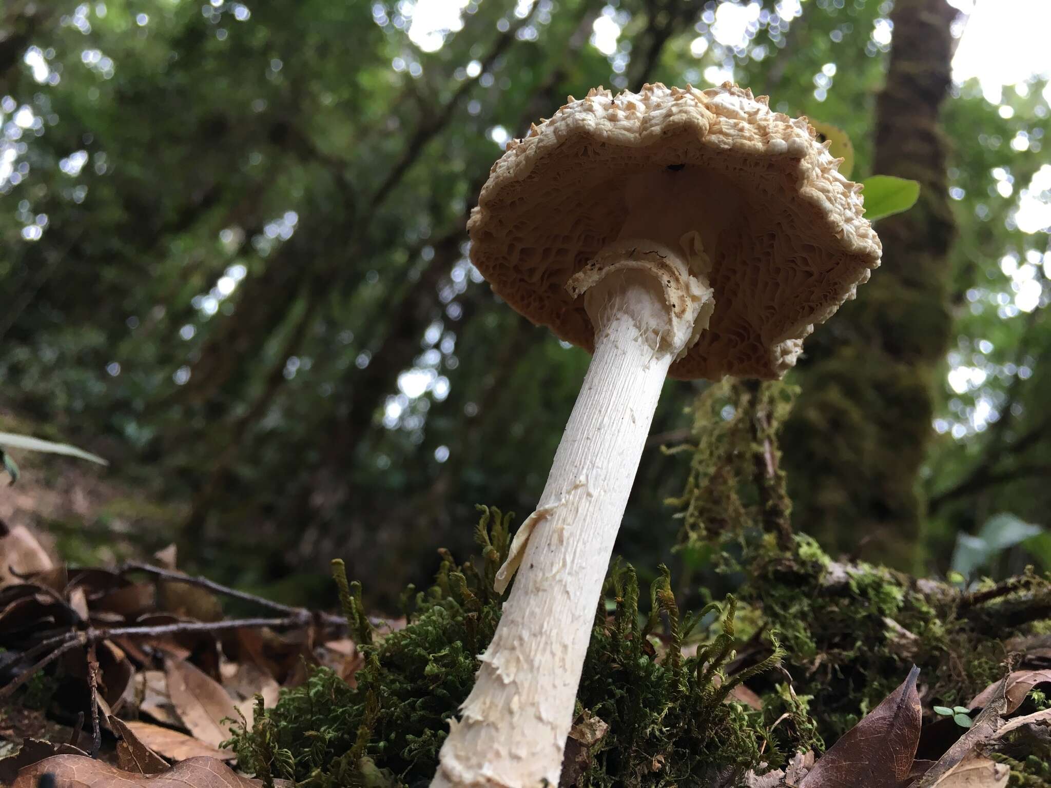 Image of Amanita conara Tulloss & Halling 2011