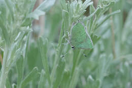 Image of <i>Callophrys <i>affinis</i></i> affinis