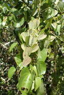 Image of Dioscorea cotinifolia Kunth