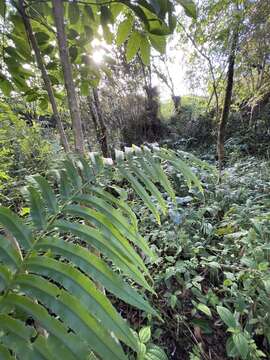 Image of Menisciopsis cyatheoides (Kaulf.) S. E. Fawc. & A. R. Sm.