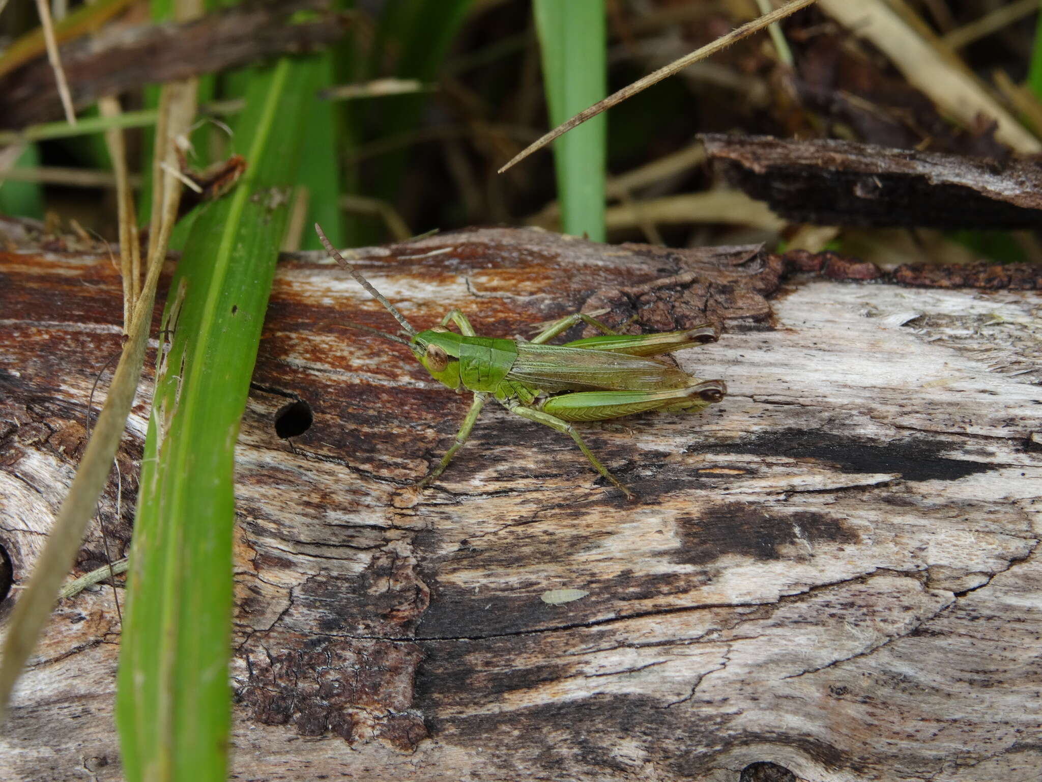 Pseudochorthippus resmi