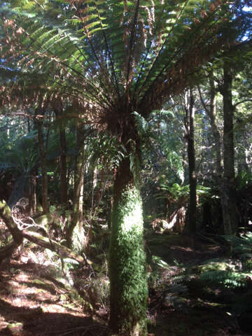 Image of Australian Tree Fern