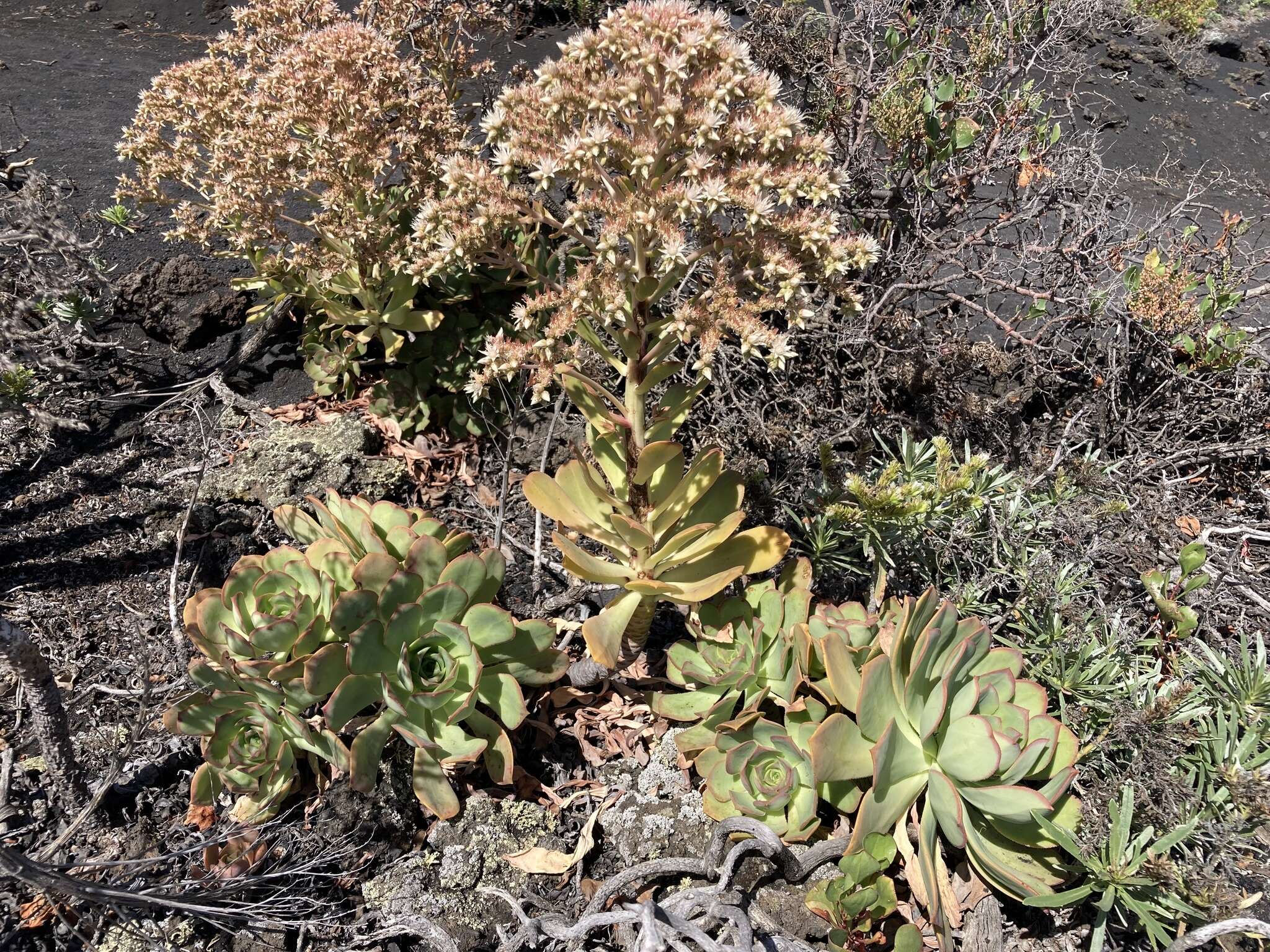 Image of Aeonium davidbramwellii H. Y. Liu