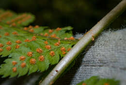 Sivun Dryopteris boottii (Tuckerm.) Underw. kuva