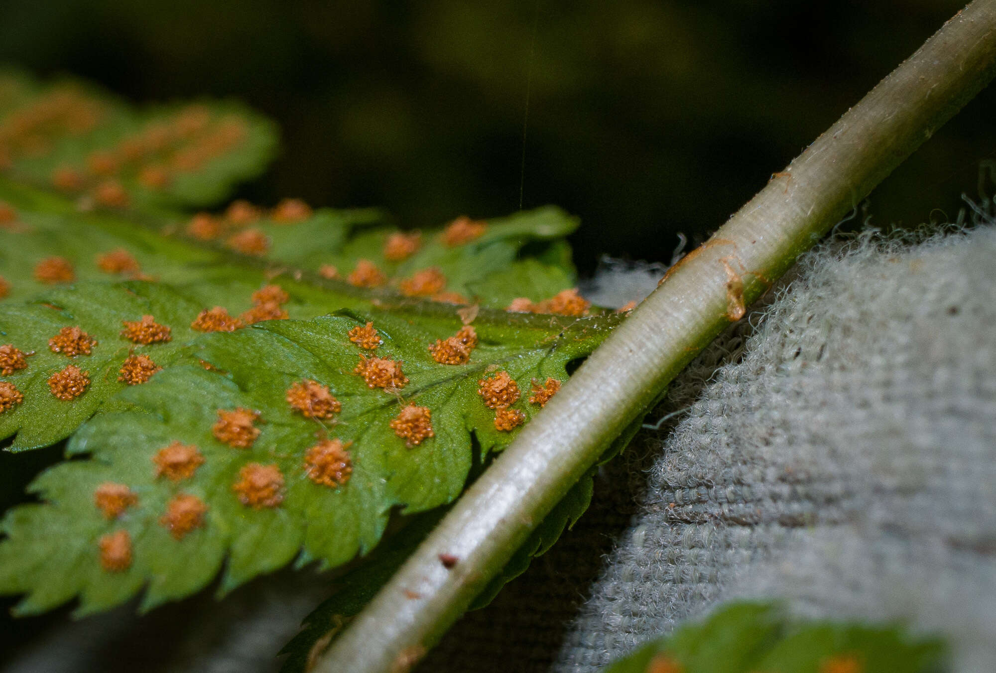 Sivun Dryopteris boottii (Tuckerm.) Underw. kuva