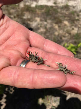 Image of cup lichen