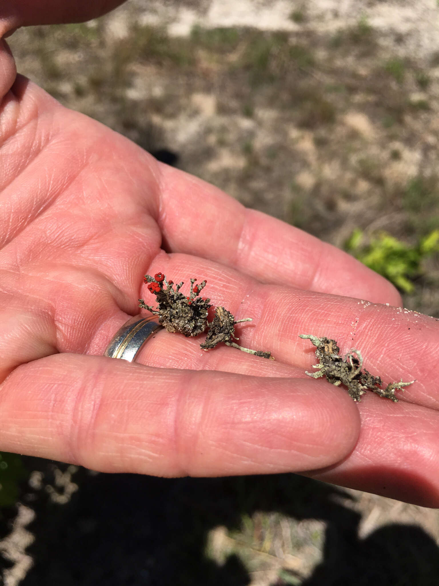 Слика од Cladonia cristatella Tuck.