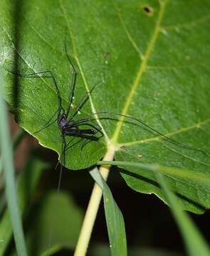 Image of <i>Pantopsalis albipalpis</i>