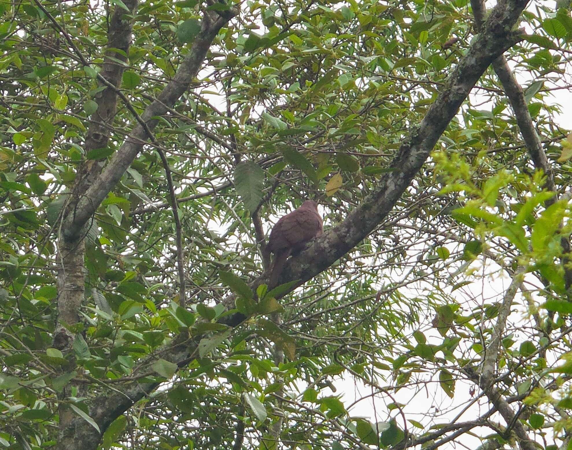 Image of Ruddy Pigeon