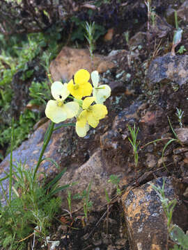 Image of San Francisco wallflower