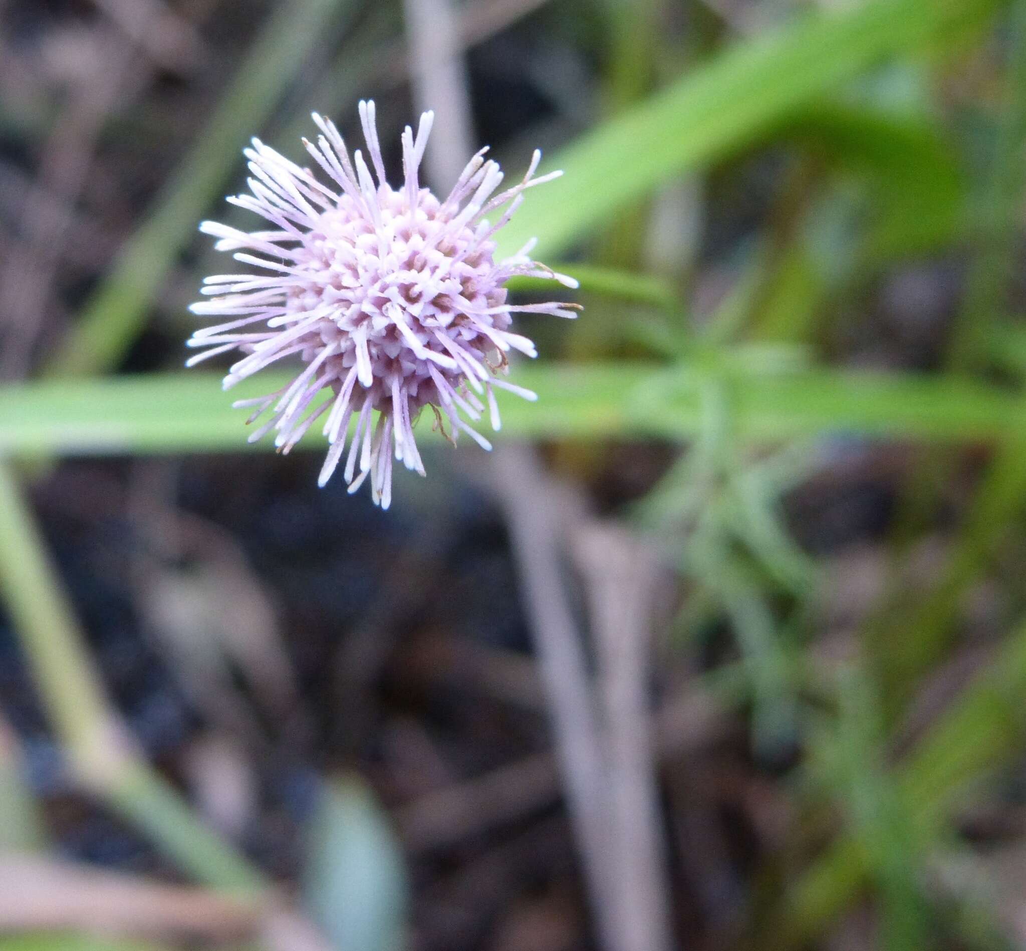 صورة Sclerolepis uniflora (Walt.) Britt., Sterns & Pogg.