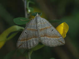 Sivun Scotopteryx mucronata Scopoli 1763 kuva