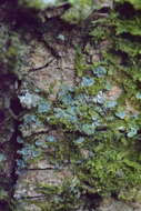 Image of Clam lichens