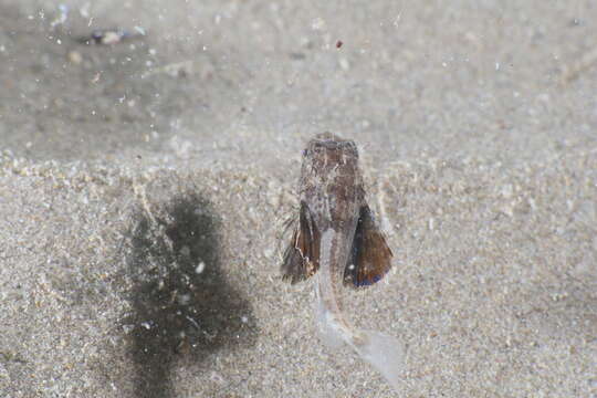 Image of Sapphirine Gurnard