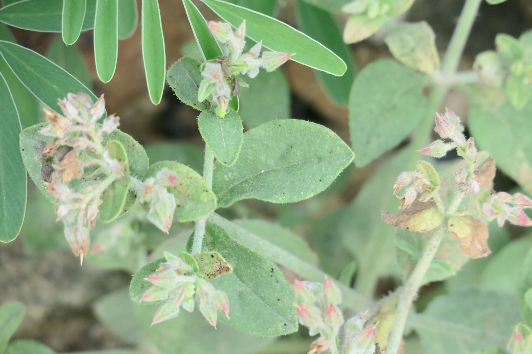 Image de Trichodesma africanum (L.) R. Br.