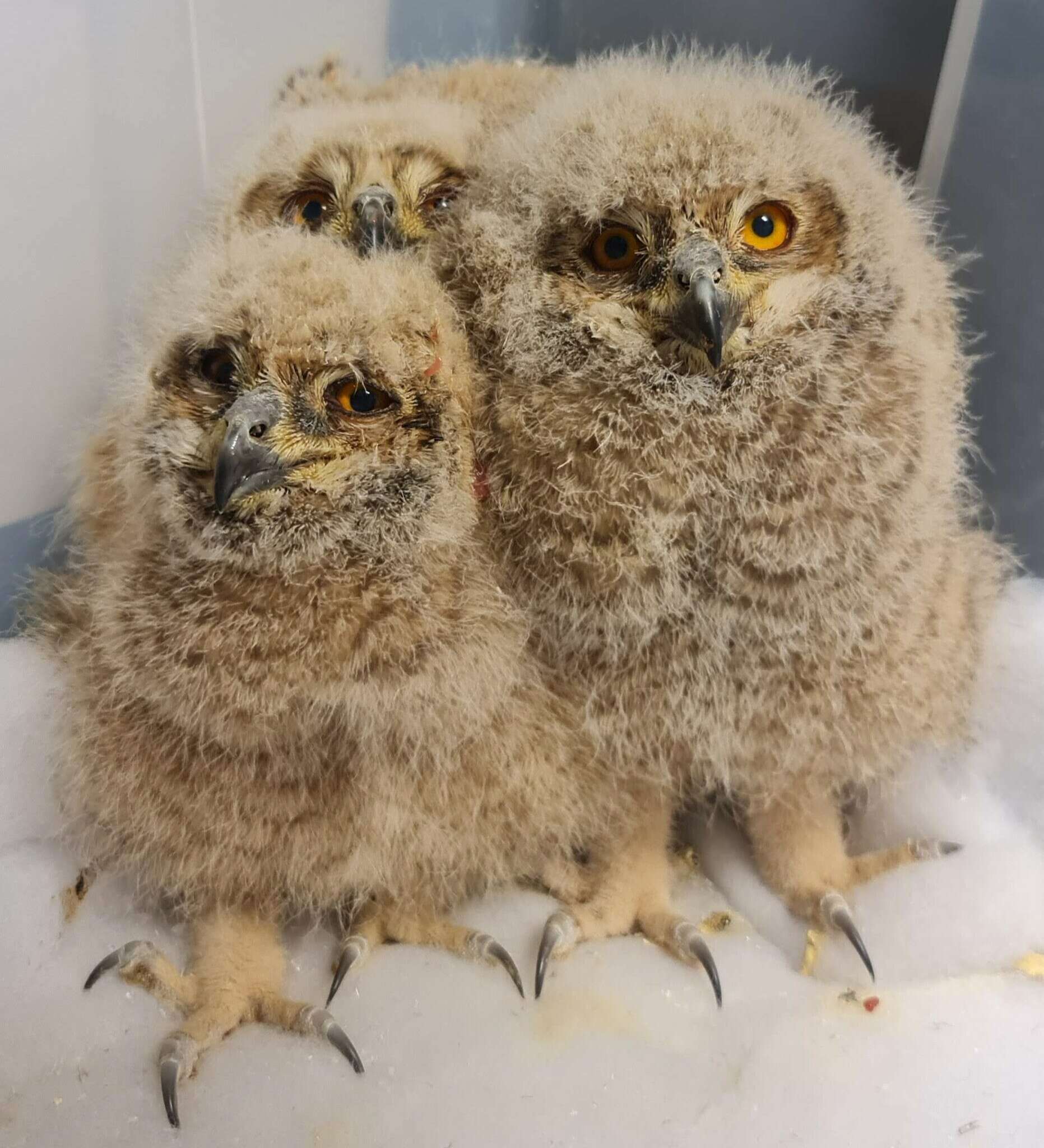 Image of Pharaoh Eagle-Owl