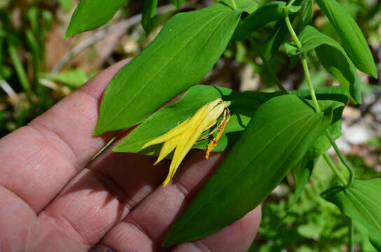 Image de Uvularia grandiflora Sm.