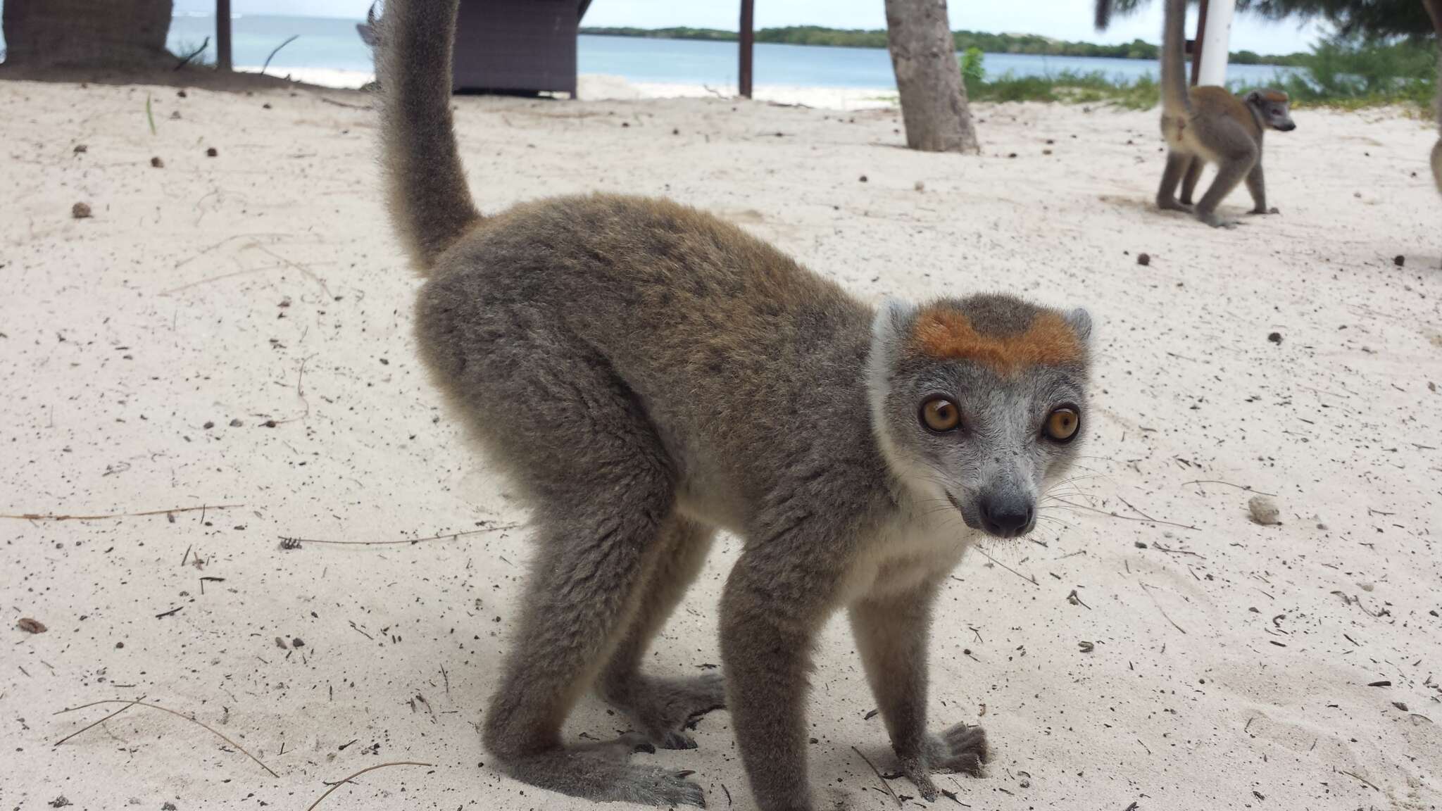 Image of Crowned Lemur