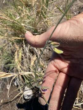 Image of Tephrosia palmeri S. Watson