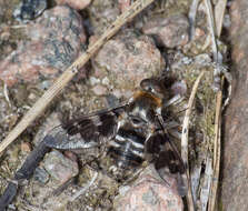 Image of Mottled bee-fly