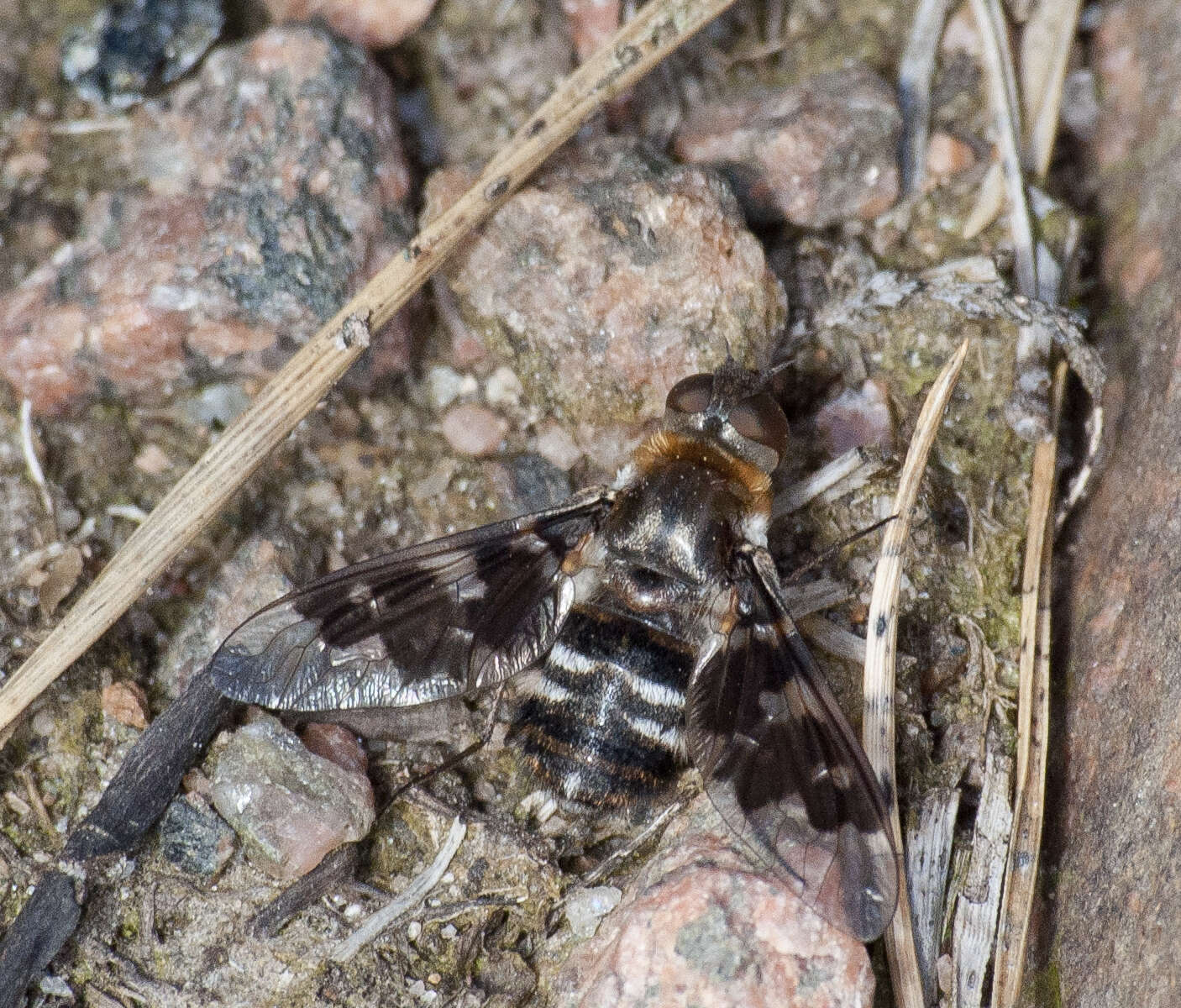 Image of Mottled bee-fly