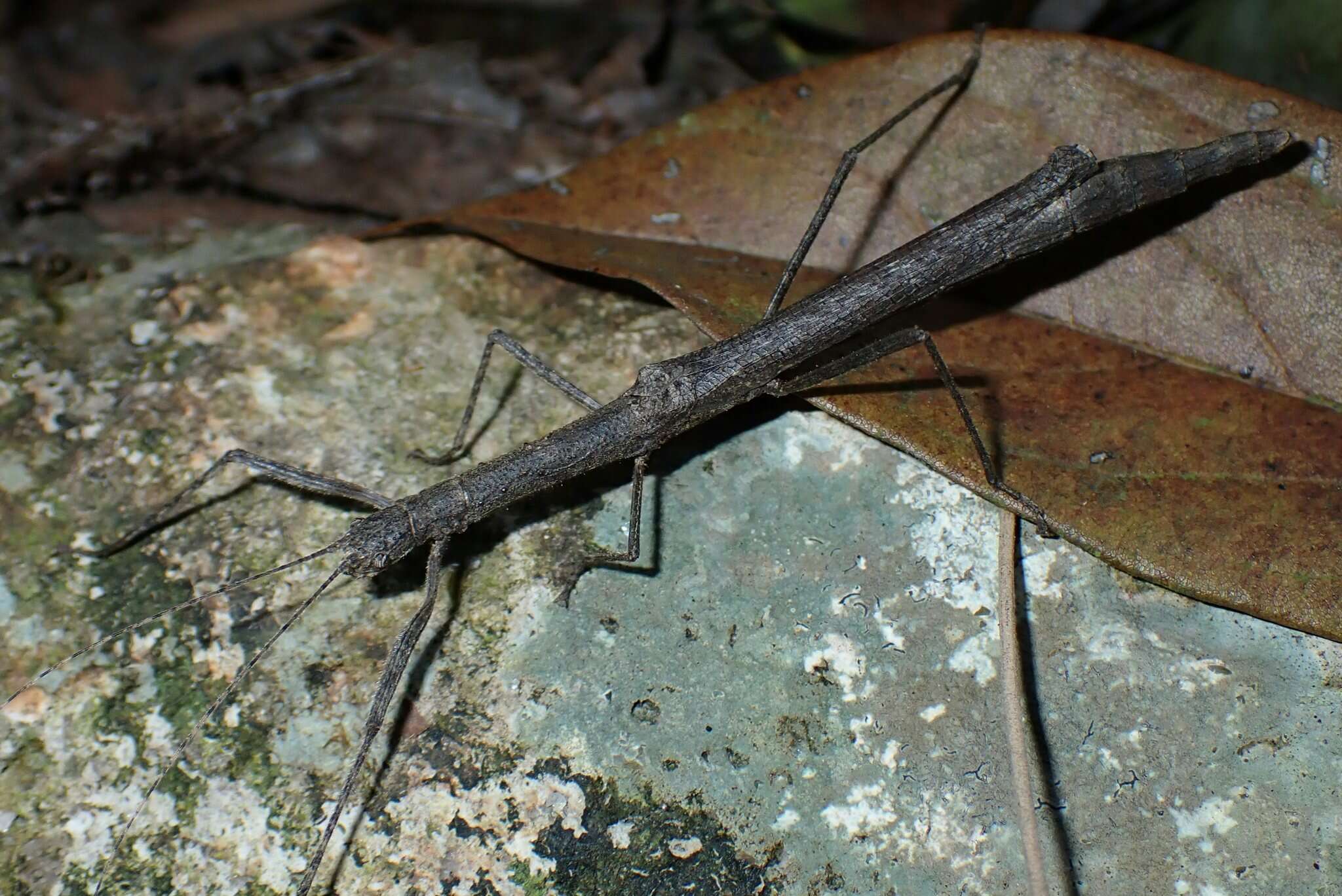 Image of Planososibia truncata (Chen, S. C. & Z. Y. Chen 2000)