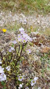 Image of Gentianella patula (Cheesem.) Holub