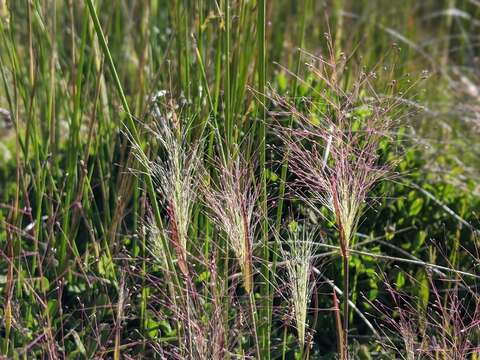 Image of scratchgrass