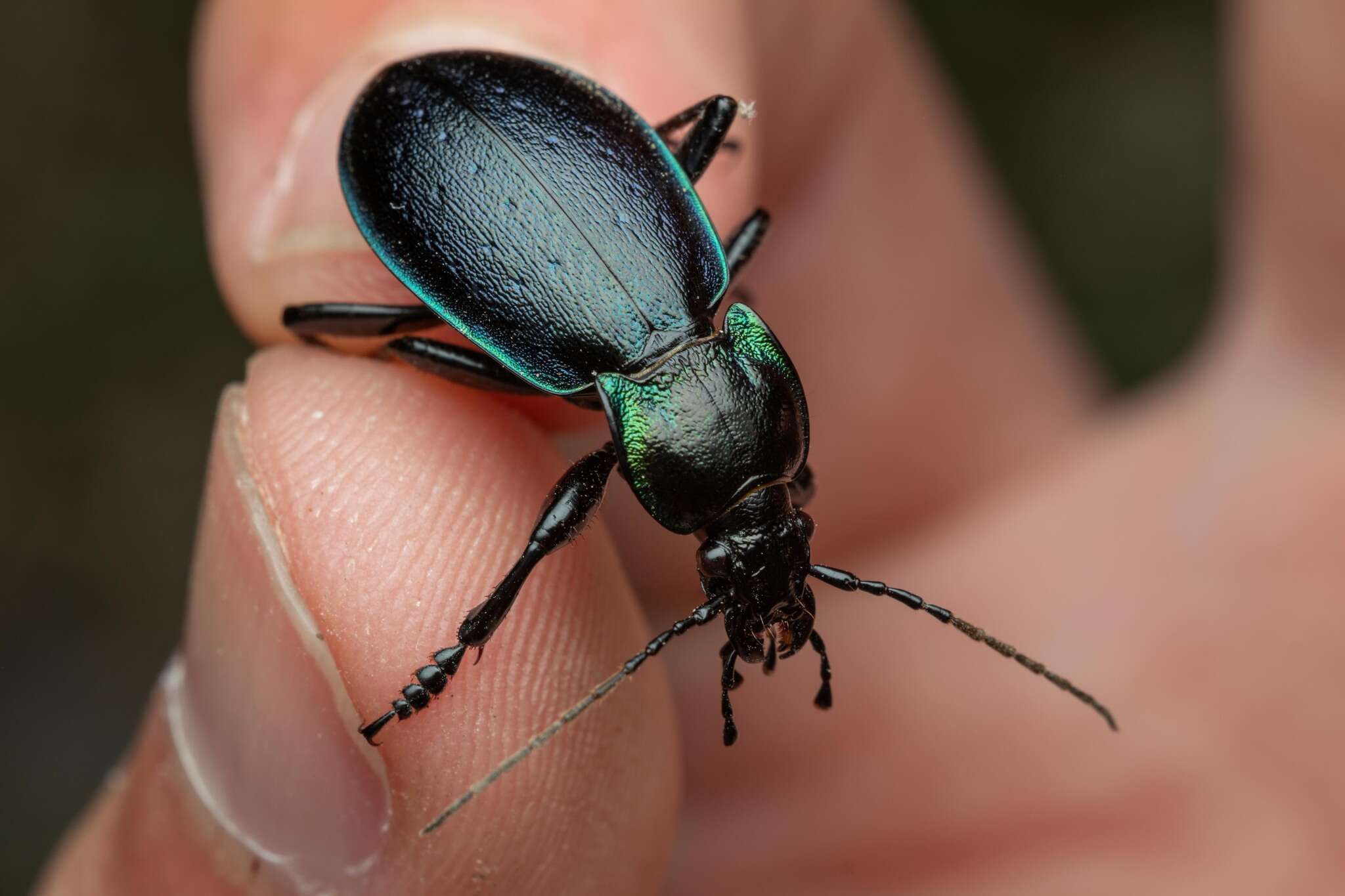 Image of Carabus (Archicarabus) nemoralis prasinotinctus Heyden 1880