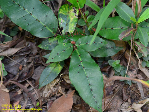 Image of Zanthoxylum nitidum (Roxb.) DC.