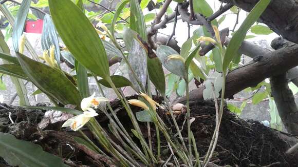 Image of Sobralia fragrans Lindl.