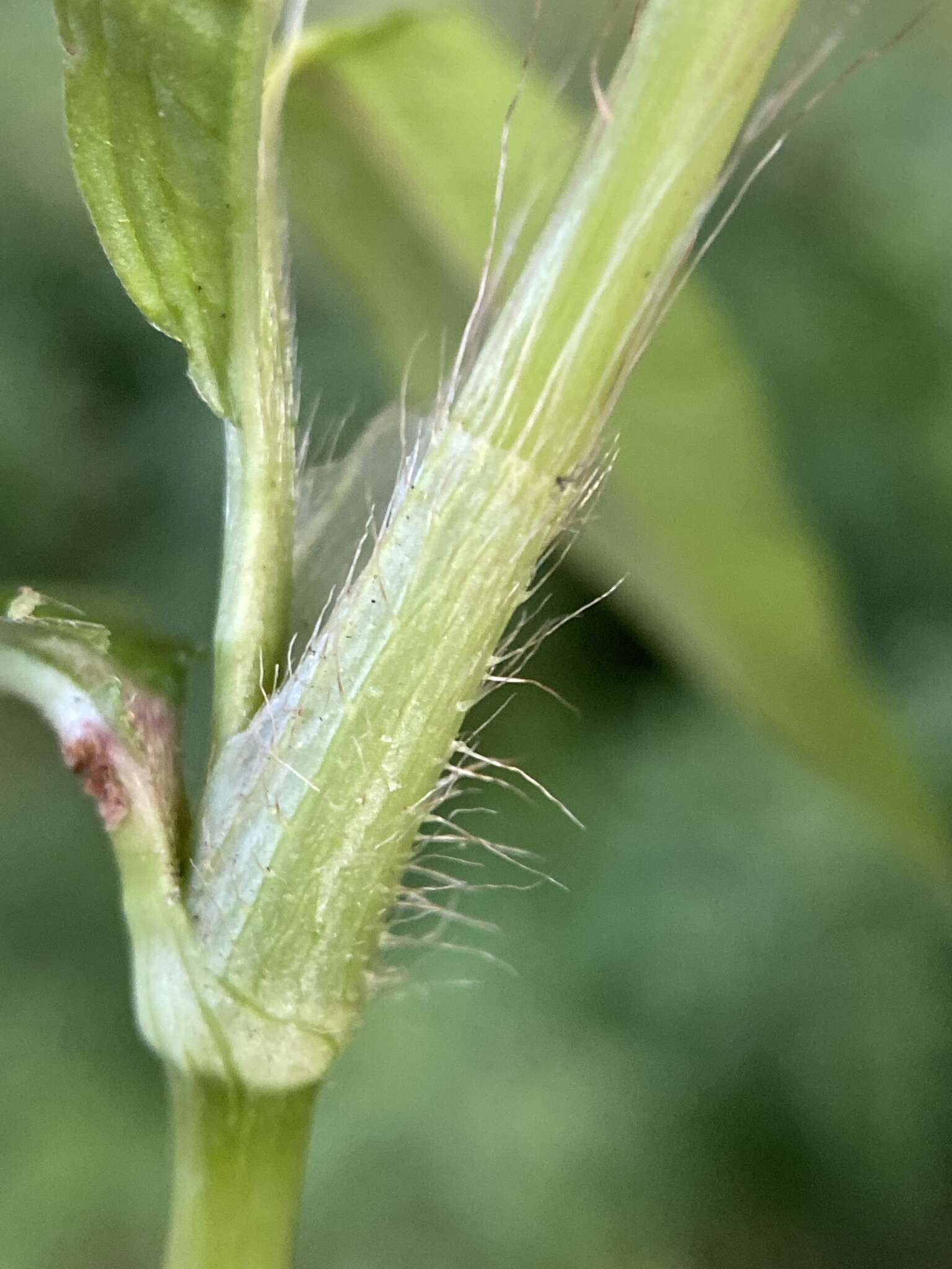 Image of Bog Smartweed