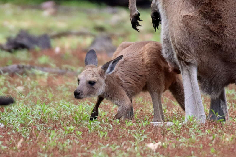 Macropus fuliginosus melanops Gould 1842 resmi