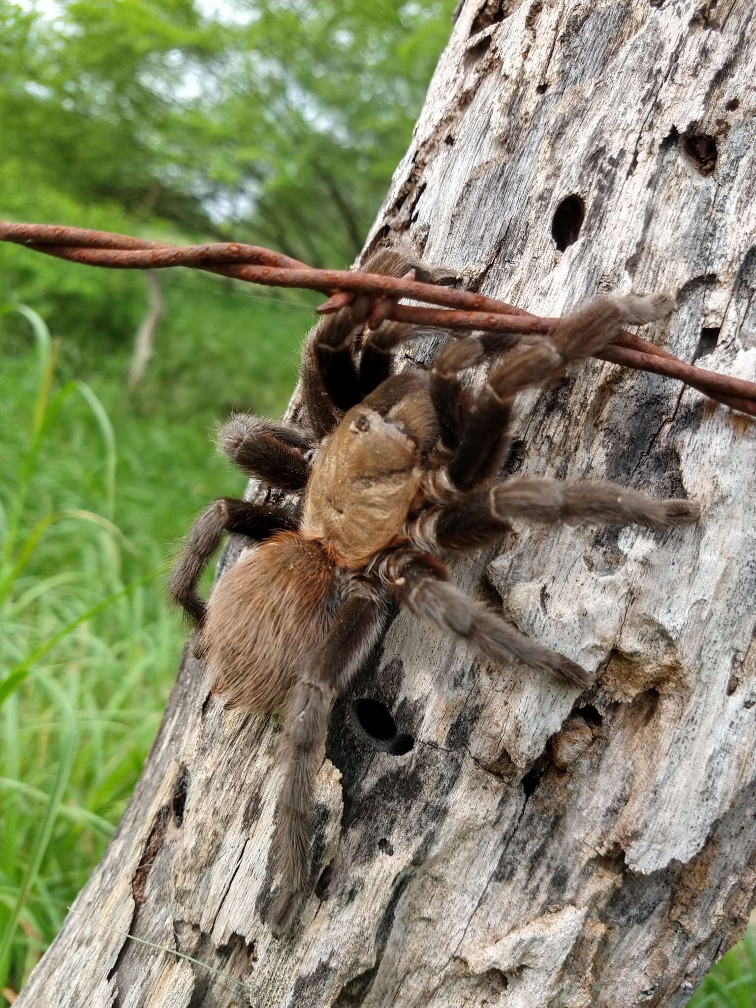 Image of Texas Tan Tarantula