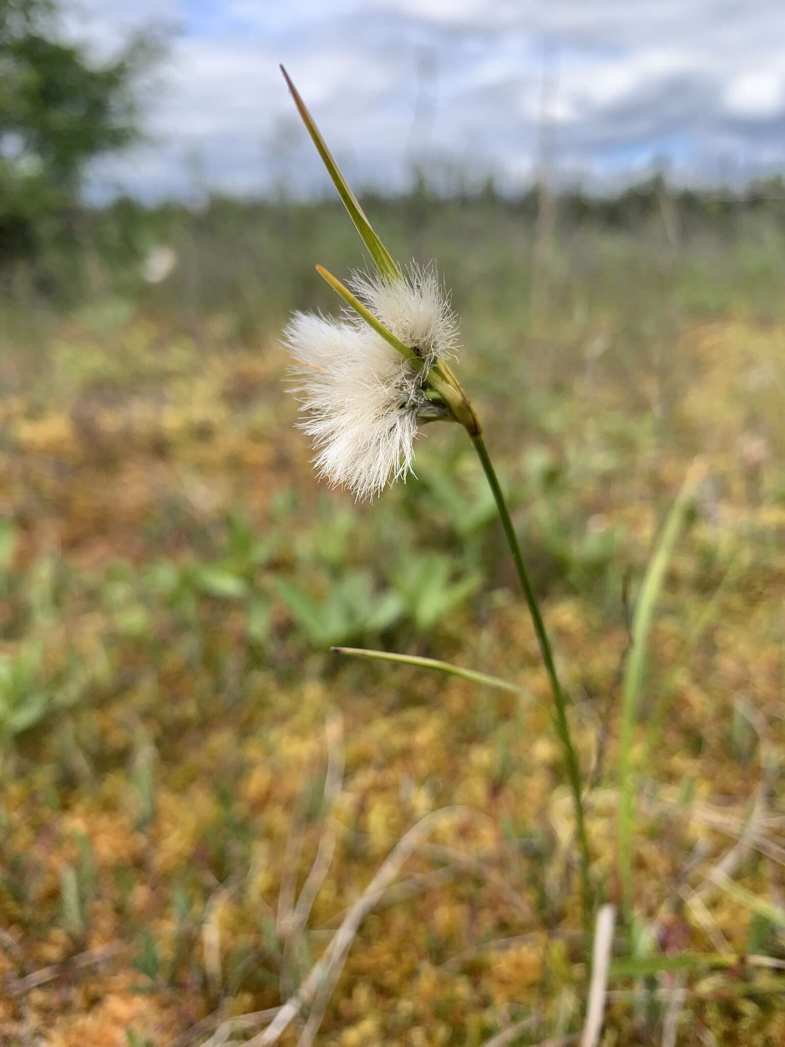 Eriophorum gracile W. D. J. Koch resmi