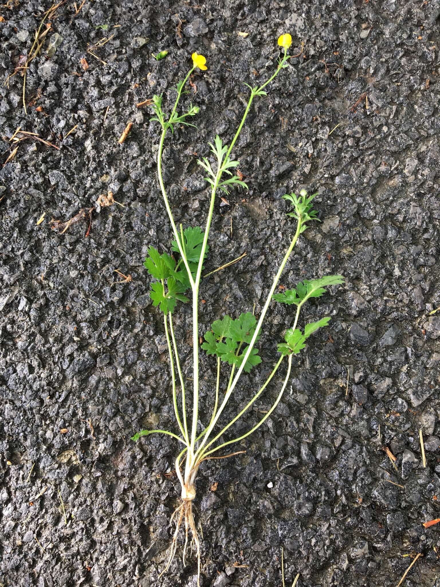 Ranunculus bulbosus L.的圖片