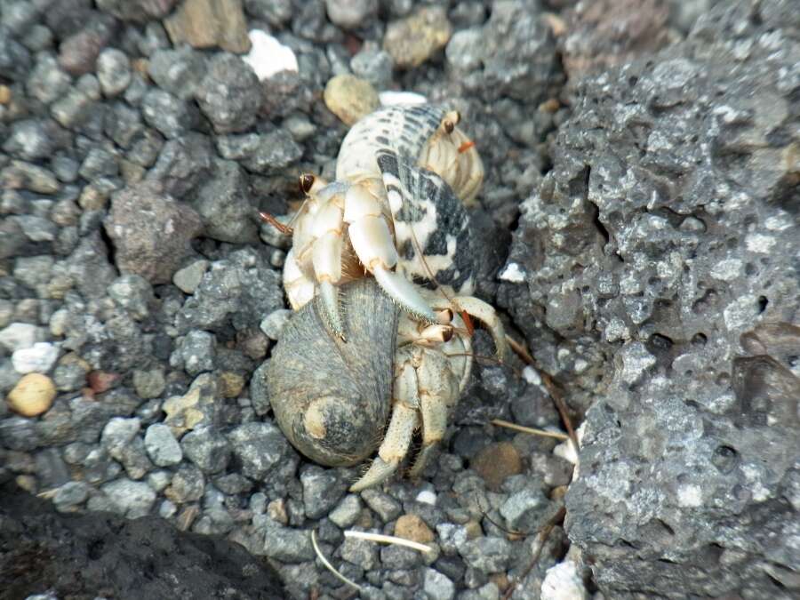 Image of <i>Coenobita purpureus</i>