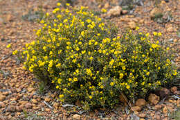 Image of Hibbertia fasciculiflora K. R. Thiele