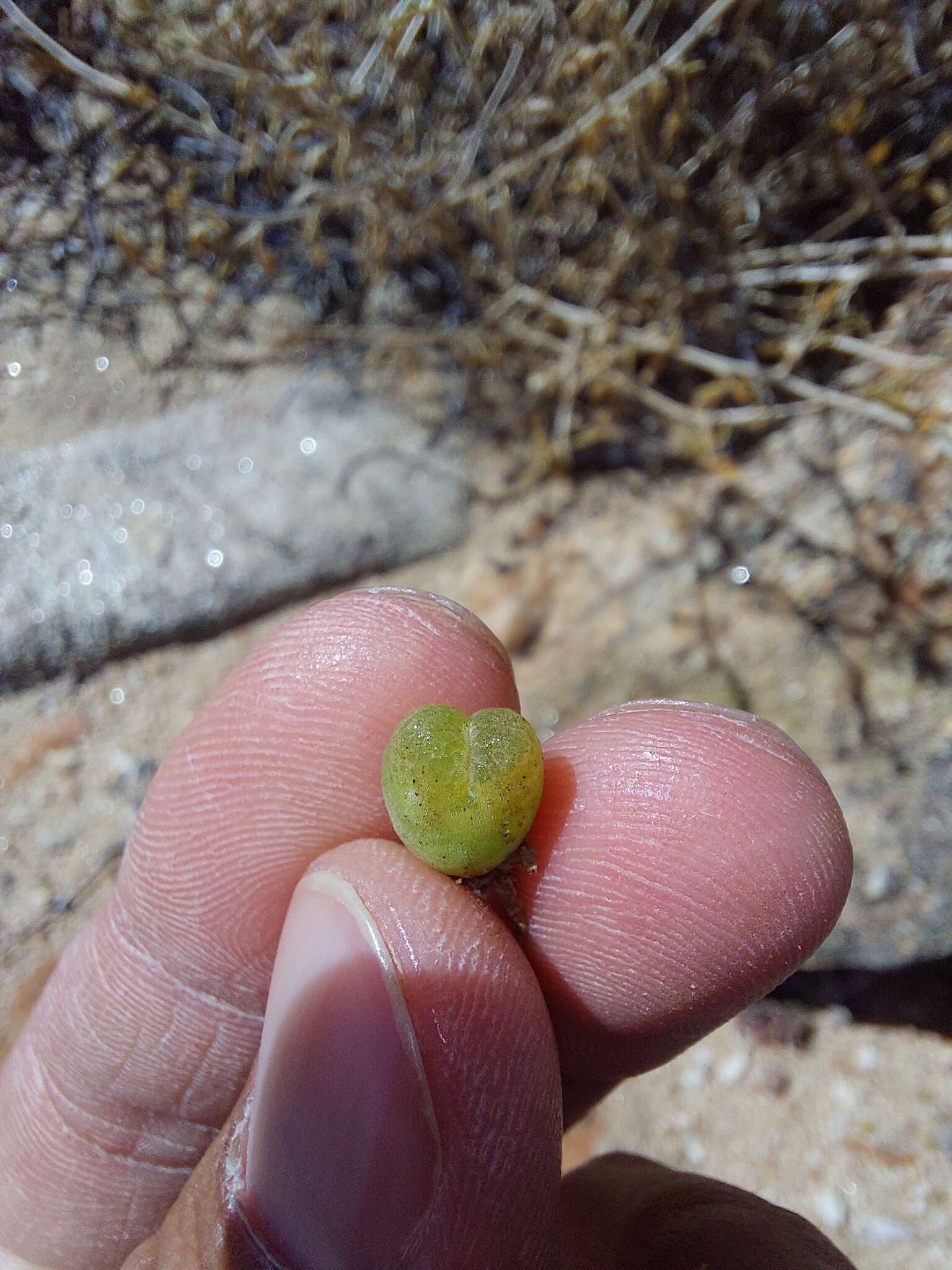 Image of Conophytum longum N. E. Br.