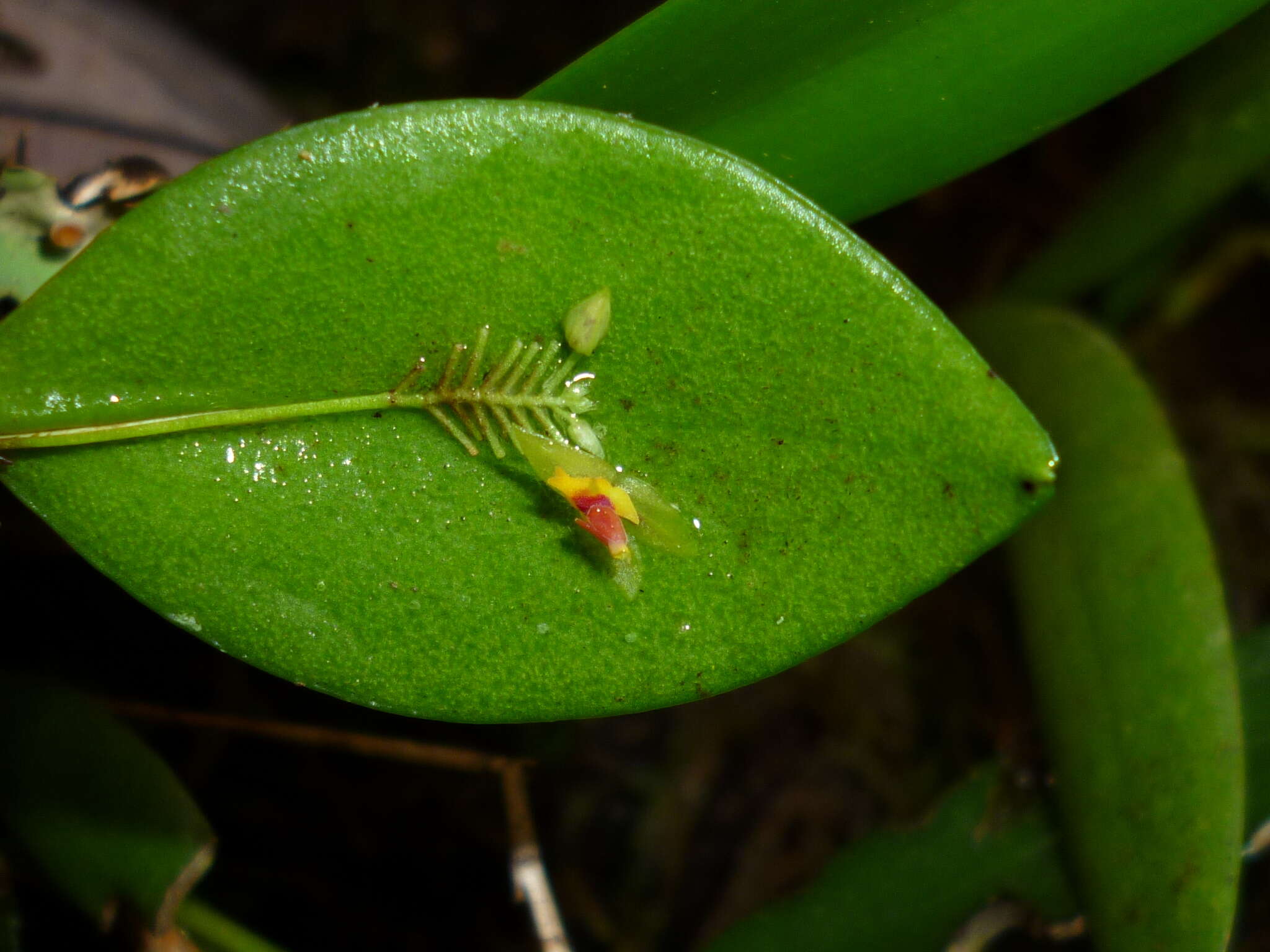 Image de Lepanthes javieri Archila