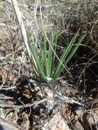 Image of Albuca glandulosa Baker