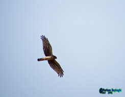 Image of Hen Harrier