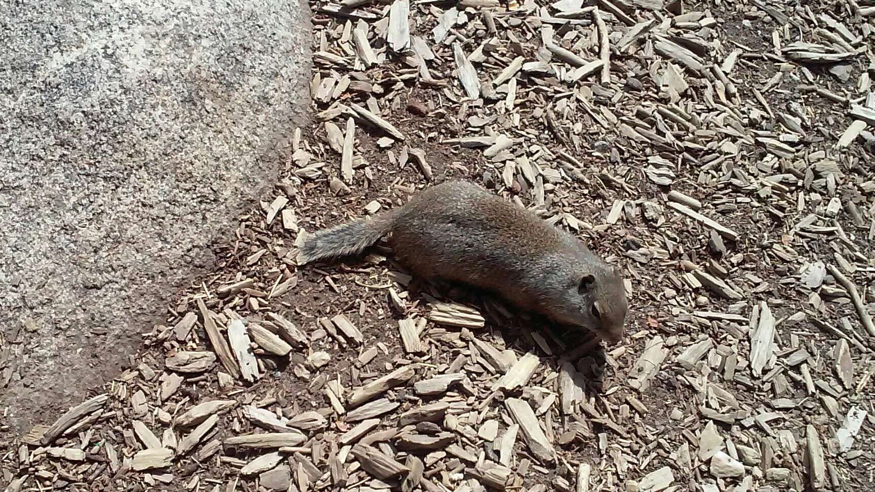 Image of Uinta ground squirrel