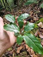 Rhamnus glandulosa Ait. resmi