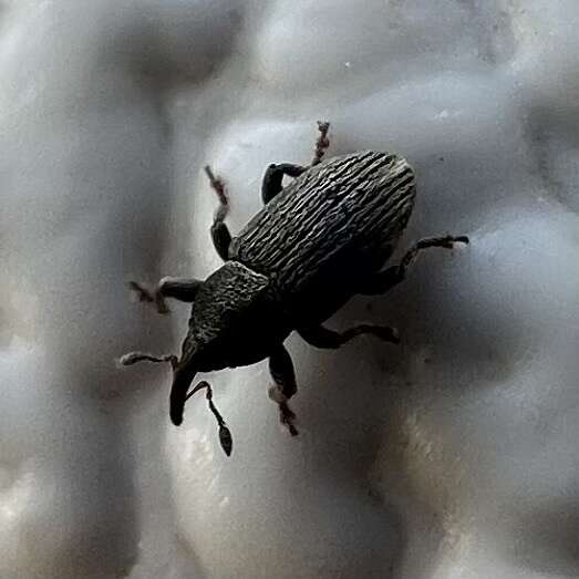 Image of Clover Seed Weevil